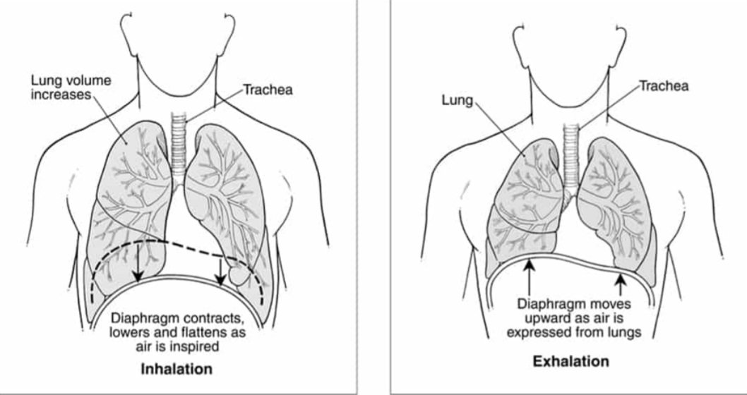 diaphragmatic breathing 